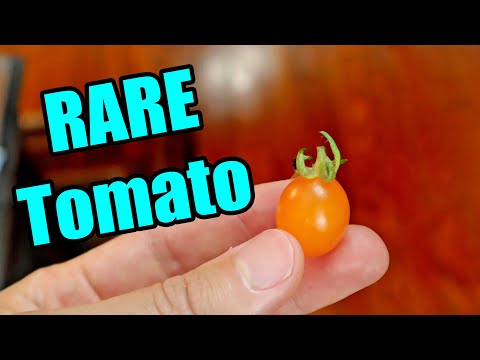 Galapagos Tomato : A Rare Tomato Species! (Solanum cheesmaniae) - Weird Fruit Explorer