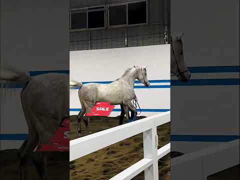 Arabian stallion imported from Poland!