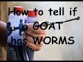 Goat Care Pt: 10: Dealing with Parasites; How to tell if a goat has worms