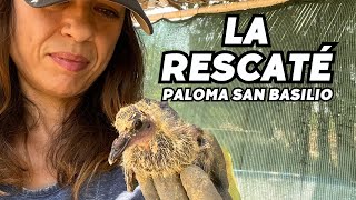 RESCATÉ a un pichón… y ahora vuelve a verme cada día.