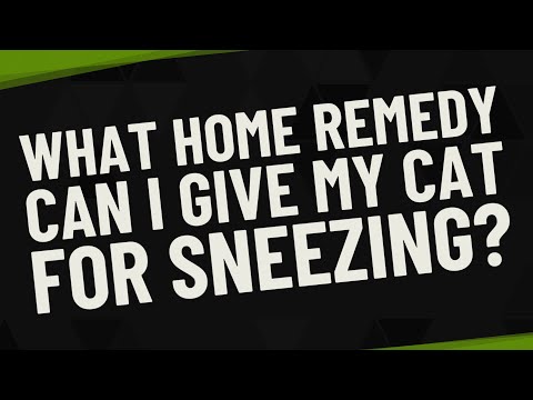What home remedy can I give my cat for sneezing?