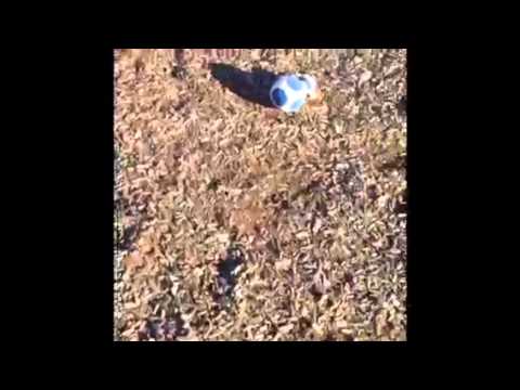 Ewan's video short 50 bowser jr and toad goes to the park