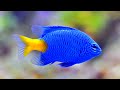 Ikan Hias Tawar Warna Biru