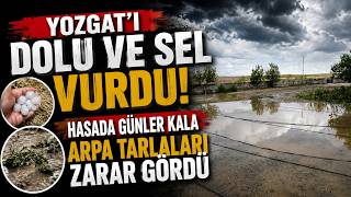 Yozgat'ı dolu ve sel vurdu, hasada günler kala arpa tarlaları zarar gö