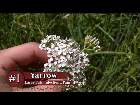 download lagu mp3 mp4 Flowers That Heal Wounds, download lagu Flowers That Heal Wounds gratis, unduh video klip Flowers That Heal Wounds