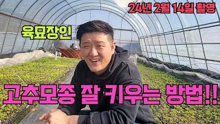 육묘전문가에게 듣는 고추모종 잘 기르는 방법!!고추 농사 잘짓는법!!