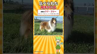 【犬種シリーズ #17】公認されたのは1987年｜ボーダー・コリー