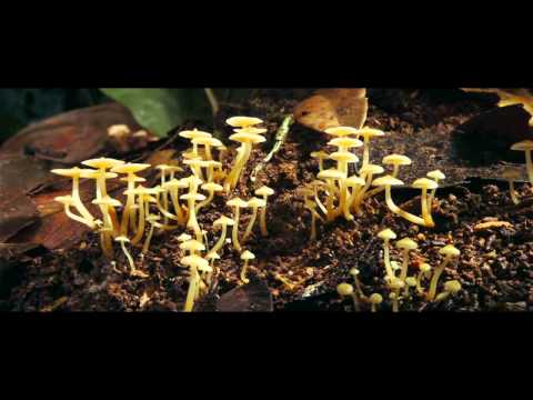 Jungles to D&B: Total Science Ft. Riya - Redlines