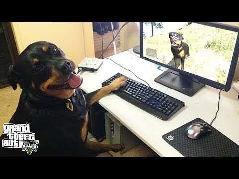 ЧЕМ ЗАНИМАЕТСЯ ЧОП КОГДА ФРАНКЛИНА НЕТ ДОМА!? Я УДИВИЛСЯ! ЭКСПЕРИМЕНТЫ В GTA 5! | DYADYABOY 🔥