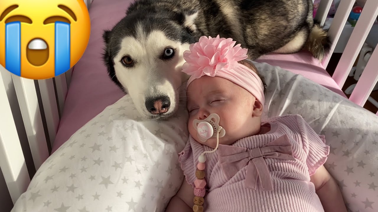 Sad Husky Can’t Find The Baby But Then Gets So Happy & Cuddles Her!!!! [CUTEST REACTION EVER!!!]