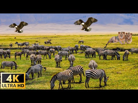 Scenic Wildlife Film With African Music