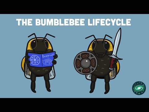 The Bumblebee Lifecycle