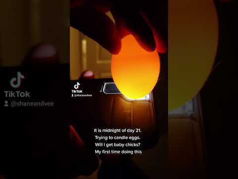 Day 21 of hatching eggs or chickens #shorts #animals #pets