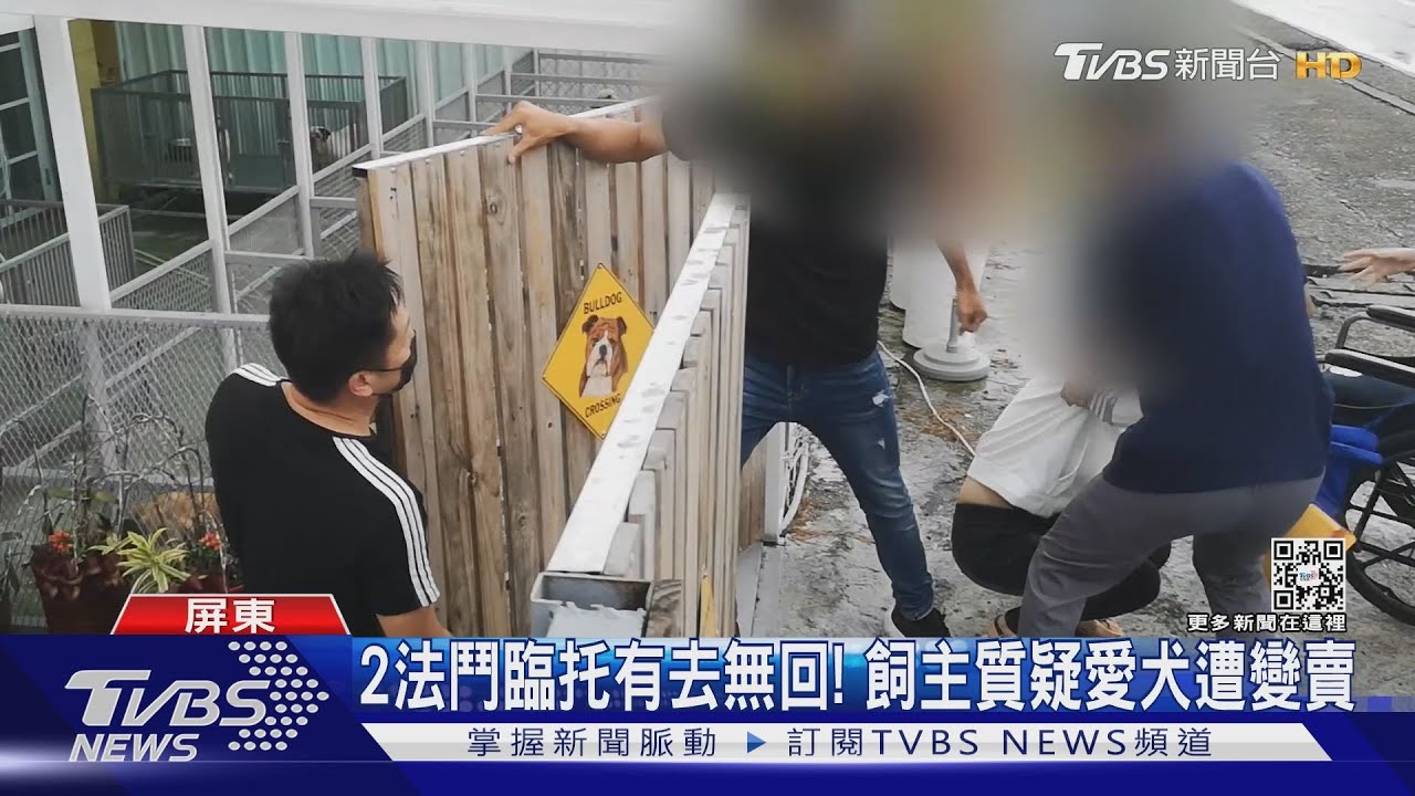 2法鬥臨托有去無回!飼主質疑愛犬遭變賣