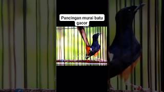 Download lagu Pancingan murai batu gacor mp3 Download lagu Pancingan murai batu gacor mp3