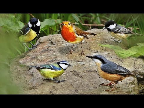 Bird Song Extravaganza in The Woodland Garden