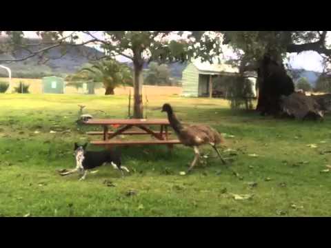 The dog and the emu...
