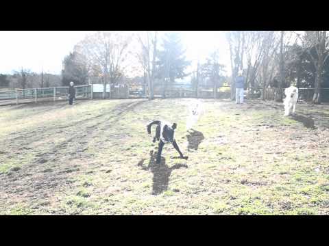 2012.11.27　ｽｶｲﾊﾟｰｸﾄﾞｯｸﾗﾝ