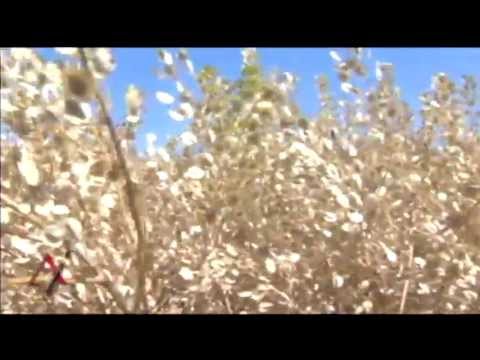 At Issue In Brief #120507 "Pennycress #2"