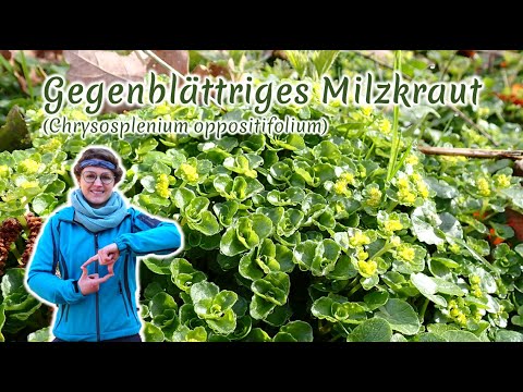 Gegenbl. Milzkraut (Chrysosplenium oppositifolium)-Artenporträt: Merkmale | Ökologie | Wissenswertes