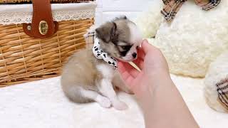 チワワ（ロング）の動画01