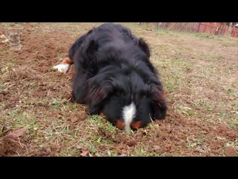 Funny Bernese Mountain Dog Compilation [English]