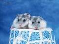 Hampster Dance by Hampton the Hampster