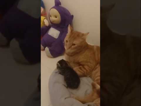 #funny #animals #comedy #cute #cutecat #cat #catlover #cats #catshorts #kitten #kitty MyMemoryTV