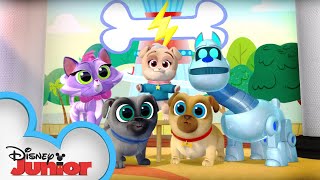 Picture Pups 📷 | Puppy Playcare | Puppy Dog Pals | Disney Junior