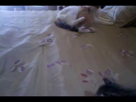 Leena, Ginjo, Mango and Douce