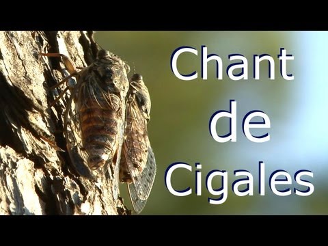 A écouter en préparant Glace pastis cacahuète