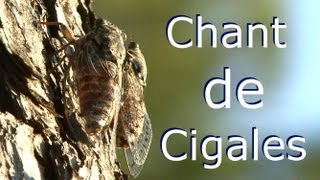 Ecoutez le chant des cigales, sentez le sud