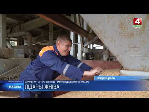 Лидеры жатвы: как в Чечерском районе проходит уборочная кампания