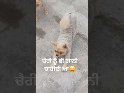 #punjabisong #newsong #song #smalldog #cute