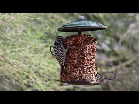 Ladder-Backed Woodpecker at the bird feeder #woodpeckers #Arizona #desert
