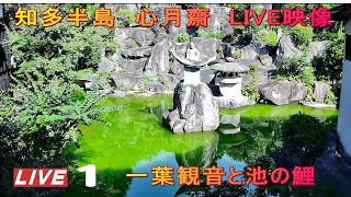 【LIVE】心月齋_一葉観音と池の鯉 LIVE1 live webcam