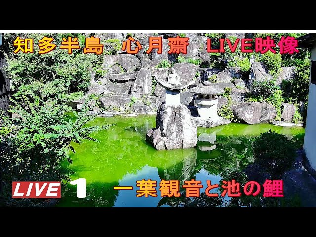 心月齋 葉観音と池の鯉
