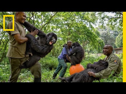 Young Orphaned Gorillas: See Their Adorable Bond With Park Rangers | National Geographic