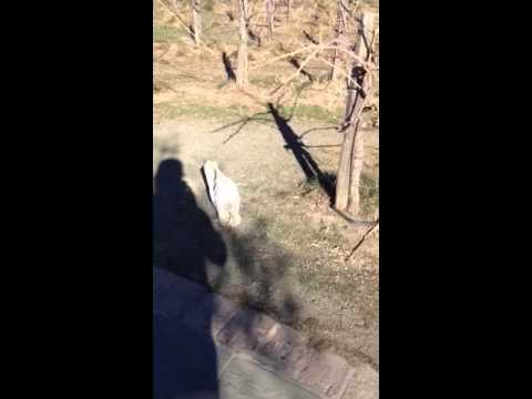 Rooster strutting his stuff