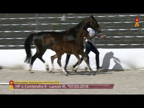 KN 06: Fohlen von Contendro II - Lancer III