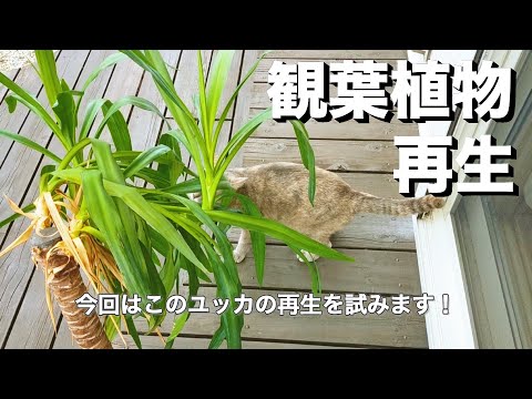 屋外のユッカを適切に維持して現代の景観を向上させるにはどうすればよいでしょうか?  庭園