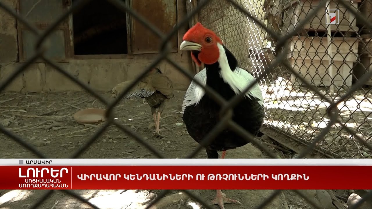 Վիրավոր կենդանիների ու թռչունների կողքին