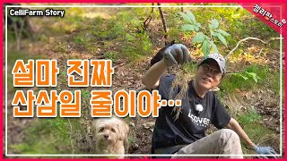 “이게 진짜 산삼?” 7년만의 기적 같은 발견 여름 몸 보신 끝판왕
