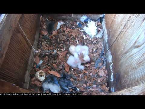 Second Owlet Hatches On Wild Birds Unlimited Barred Owl Cam – April 4, 2022