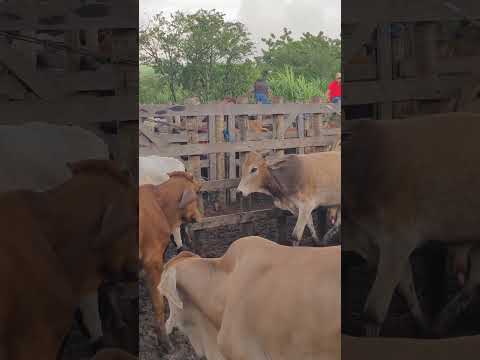 feira do Gado de Rompe Gibão em Estrela de Alagoas. AL