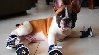Смешное Видео - Подборка Смешные Животные