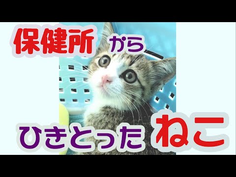 園芸 猫を引き取る