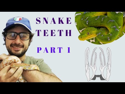 Snake Anatomy: Dentition Part 1