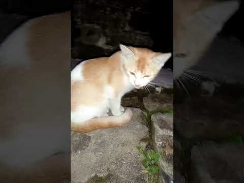 cute kitty ♥️ #shorts.