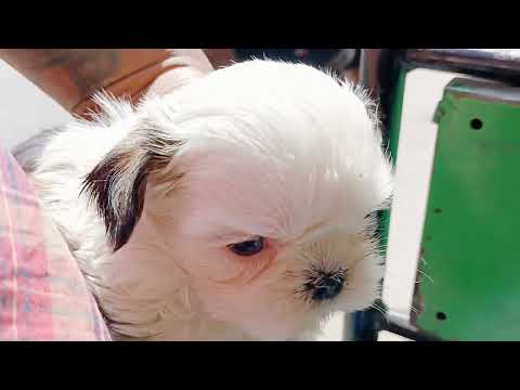 Serju | Beby dogs | Chotto dhanush